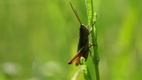 Grasshopper sits on the grass on green background Stock Footage 279993767