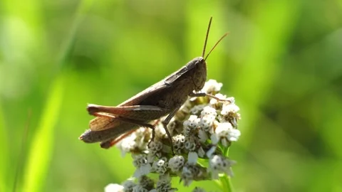 Grasshopper sits on the grass on green background Stock Footage 280194758