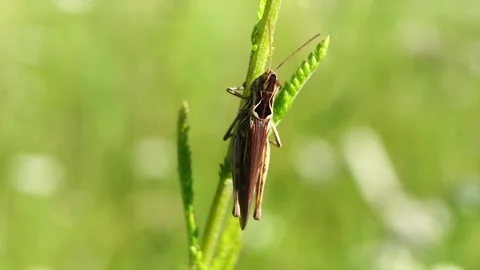 Grasshopper sits on the grass on green background Stock Footage 280195068