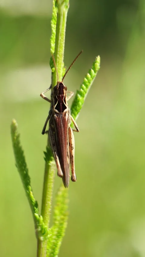 Grasshopper sits on the grass on green background Stock Footage 280195081