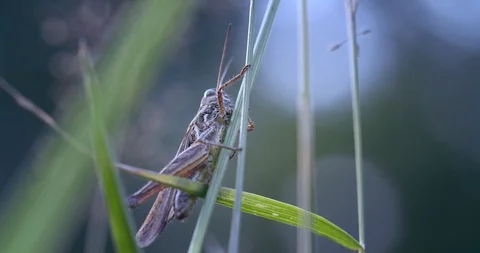 A grasshopper sits in the grass, an insect closeup. Video stock 123322419