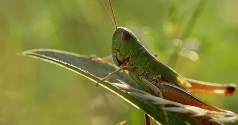 A grasshopper sits in the grass, an insect closeup. Stock Footage 123323856