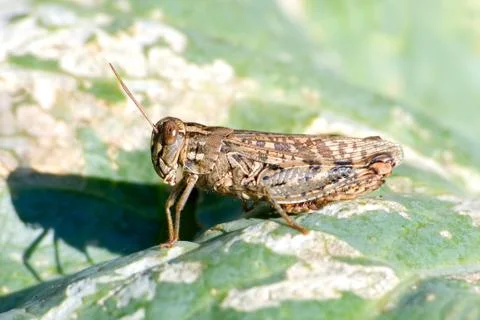 	The grasshopper sits on a green leaf Stock Photos