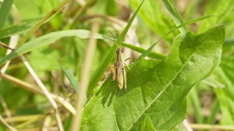 Grasshopper sits on a large green leaf Stock Footage 168493488