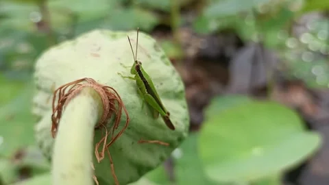 A grasshopper sits on a lotus seed 스톡 동영상 328403237
