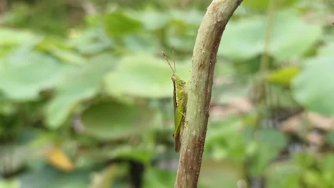 A grasshopper sits on a lotus stem Vídeos de archivo 328403249