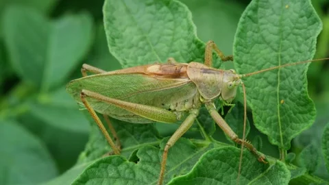 A grasshopper sits motionless on the leaves swaying in the wind on a potato bush Stock Footage 314371715