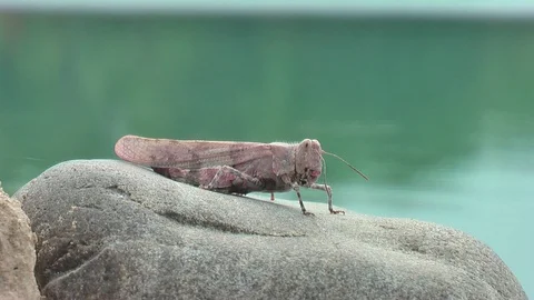 The Grasshopper sits on a rock. Close-up. Video stock 94453894