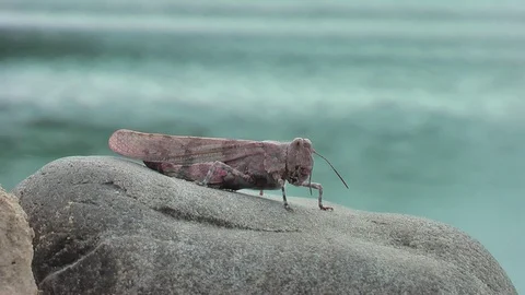 The Grasshopper sits on a rock. Vídeo Stock 94453869