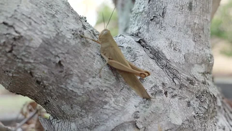 Grasshopper sits on tree 스톡 동영상 248727984
