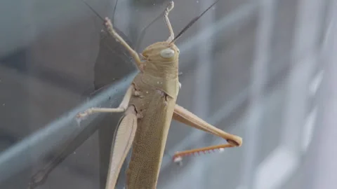 A Grasshopper sits on a Window 스톡 동영상 248728058