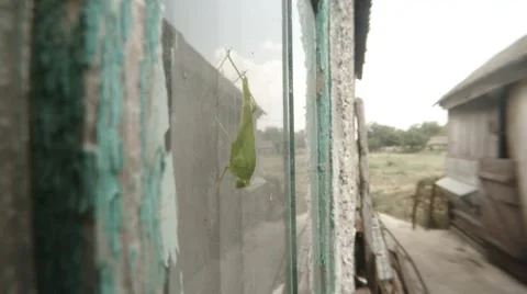 Grasshopper Sits on a Window Glass in a Rural Yard Closeup Stock Footage 66417822