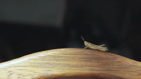 The grasshopper sits on the wooden handle of the toolbox Stock Footage 139446576