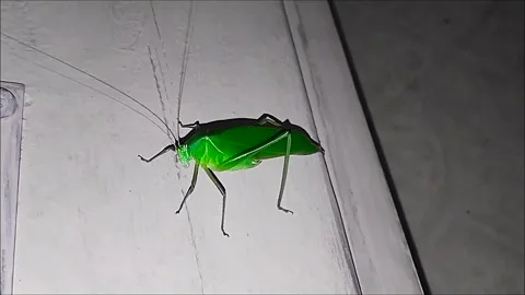 Grasshopper sitting and looking natural stock footage Stock Footage 306529531