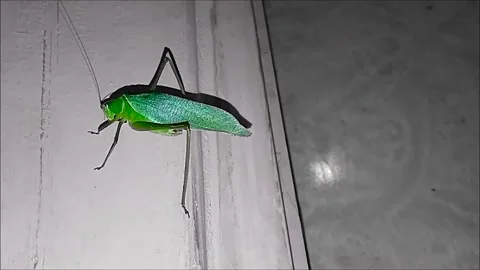 Grasshopper sitting and looking natural Stock Footage 306529546