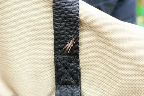 Grasshopper sitting on a backpack strap in a forest area during daytime Stock Photos