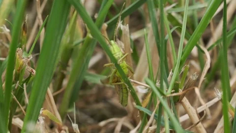 Grasshopper sitting on blade of grass, chirping 스톡 동영상 113882910