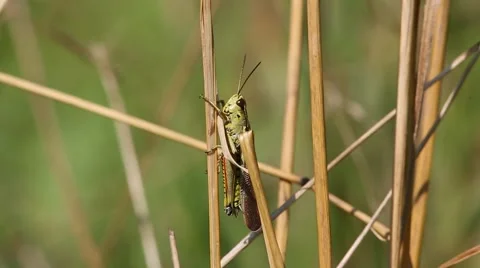 Grasshopper sitting on a blade of grass Stock Footage 65792663