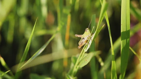 Grasshopper sitting on a blade of grass. Stock Footage 102741662