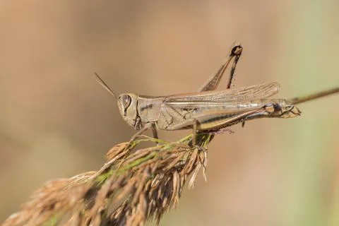 A grasshopper is sitting on a branch Foto stock