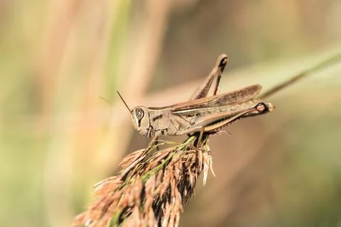 A grasshopper is sitting on a branch Foto stock