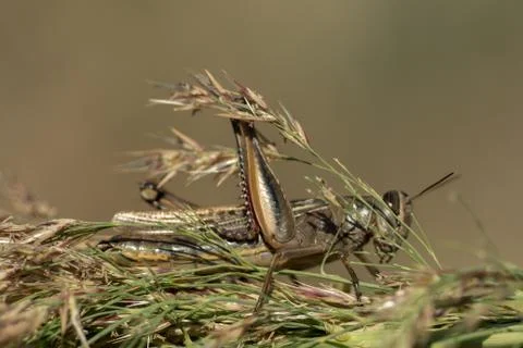 A grasshopper is sitting on a branch Stock Photos