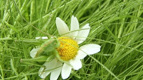 Grasshopper is sitting on a daisy flower and maybe guessing loves does not like Stock-Footage 246829549