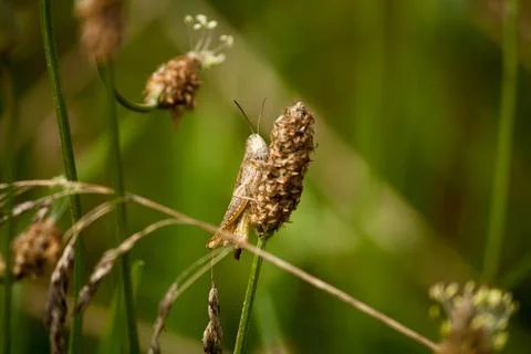 Grasshopper sitting on a dead flower Stock Photos