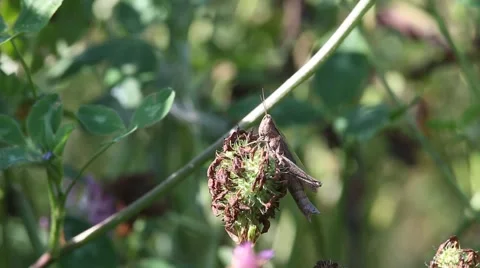 Grasshopper sitting on a dry flower and intensely moving booty Stock Footage