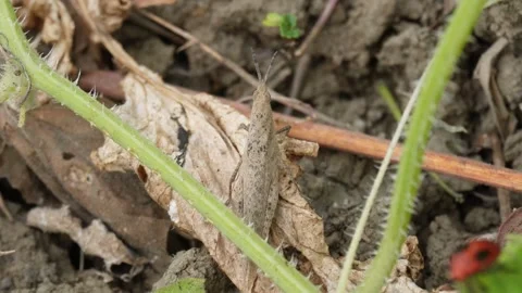 A grasshopper is sitting on a dry leaf Stock Footage 304058370