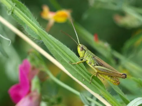 Grasshopper sitting on a flower Foto stock