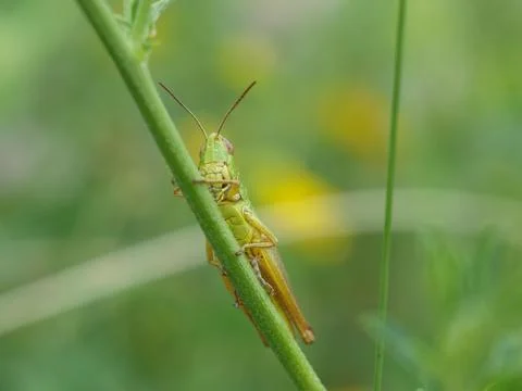 Grasshopper sitting on a flower Stock Photos