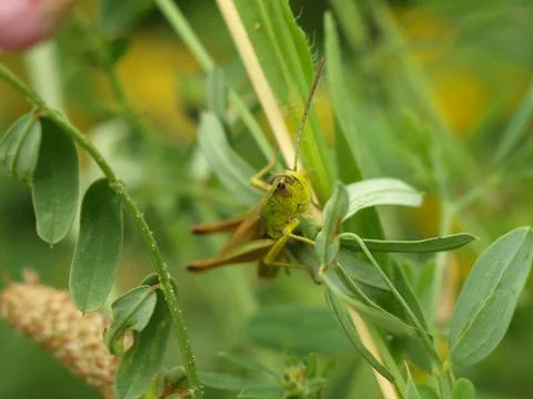 Grasshopper sitting on a flower Stock Photos