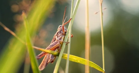 Grasshopper sitting on the grass, an interesting perspective macro Stock Footage 112762270