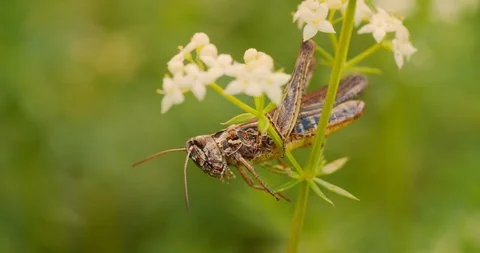 Grasshopper sitting on the grass, an interesting perspective macro Stock Footage 113048387