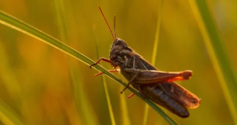 Grasshopper sitting on the grass, an interesting perspective macro Stock Footage 113532154