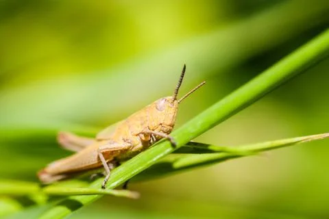 Grasshopper sitting on grass Stock Photos