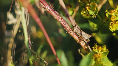 Grasshopper sitting on a grass stalk Stock Footage 102741521