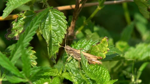 Grasshopper sitting on a green Stock Footage 101401846