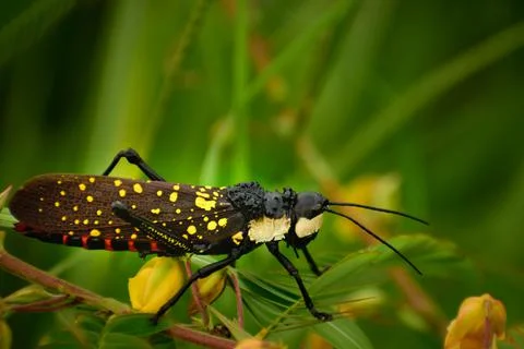 Grasshopper sitting on green leaf Stock Photos