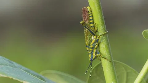Grasshopper sitting on a green stem of tree in bokeh background 写真素材