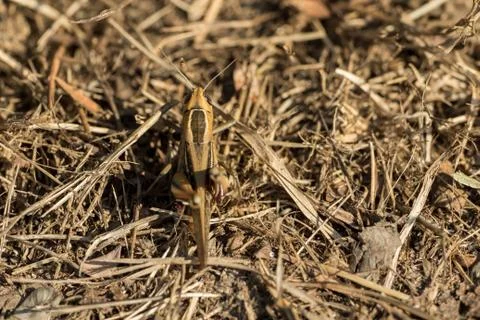 A Grasshopper sitting on the ground Foto stock