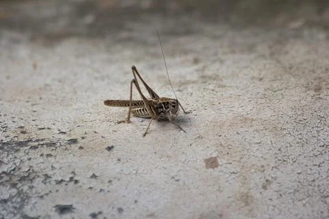 Grasshopper sitting on the ground Stock Photos