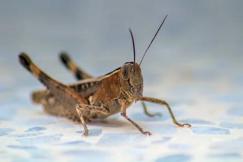 Grasshopper sitting on the ground. Stock Photos