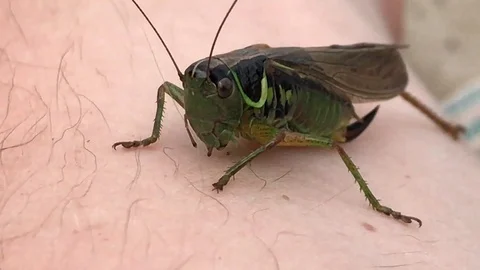 Grasshopper sitting on hand 動画素材 119078751