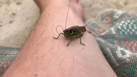 Grasshopper sitting on hand Video stock 119078761