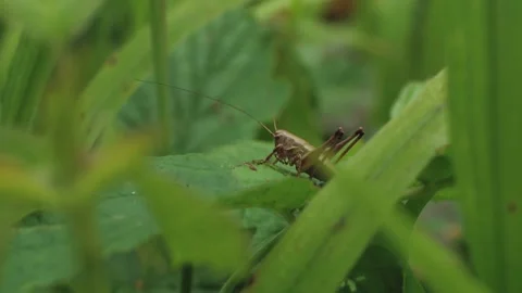 Grasshopper sitting on a leaf Video stock 134566319