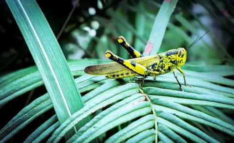 Grasshopper sitting on the leaf Stock Photos