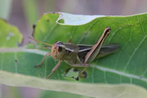 Grasshopper sitting on a leaf Fotos de archivo