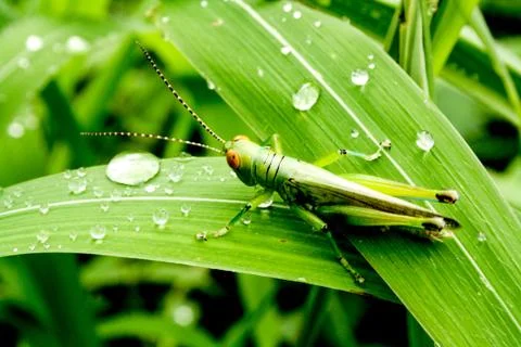 A grasshopper sitting on leaf surrounded by dew drops. Stock Photos